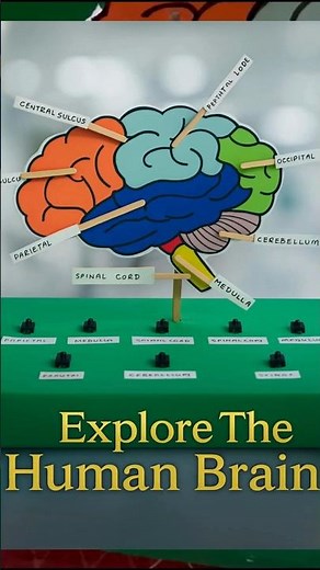 Human Brain 3D Working Model 🧠 | Easy Science Project for School Exhibition