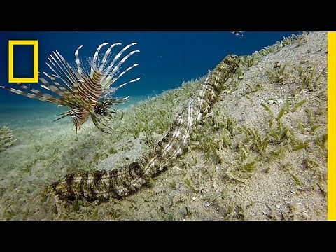 This Bizarre Sea Creature is Snake-like and Has Tentacles | National Geographic