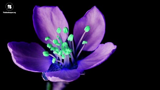 Bee vision 👀🐝 Did you know bees can see in ultraviolet? Bees are the champions of the pollination world. Bees can see ultraviolet light. Colors and patterns, invisible to the human eye, light up flowers with a giant bullseye. Letting bees know where the nectar is! 🌻🎯 Learn more about bees and beekeeping at thebeekeeper.org | Flow Hive