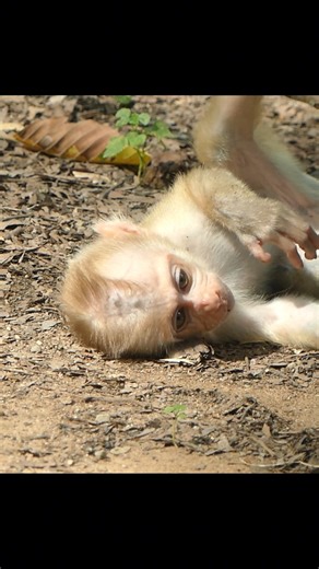 His scream is both painful and powerful in the wild | Alien TV