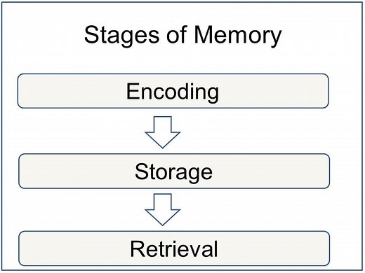 Memory Stages In Psychology: Encoding Storage & Retrieval