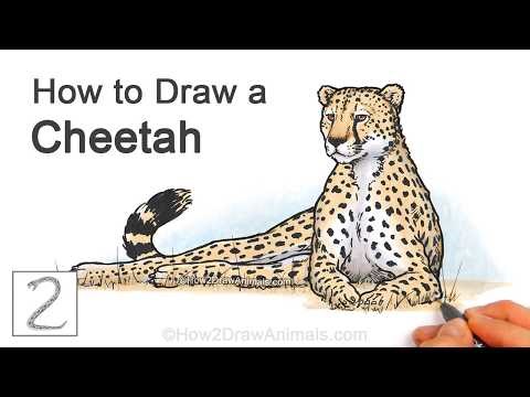 How to Draw a Cheetah