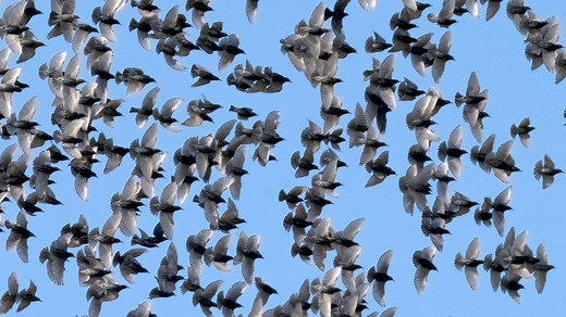 Essay: Are Starlings Really "Invasive Aliens"?